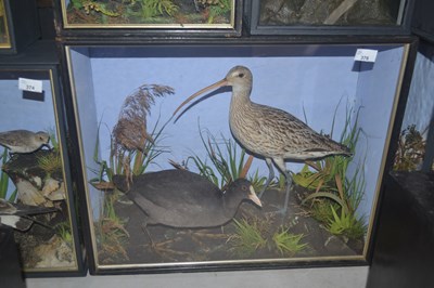 Lot 378 - Antique Taxidermy - A cased study of a...
