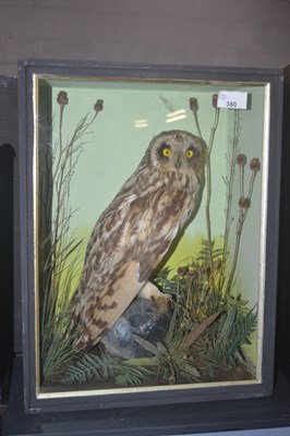 Lot 380 - Antique Taxidermy - A late Victorian or early...