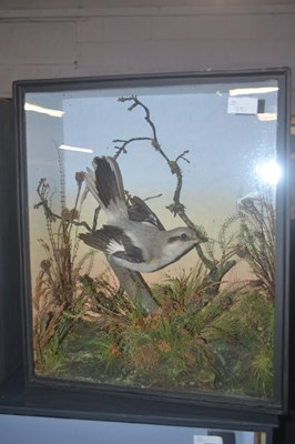 Lot 381 - Antique Taxidermy - A late 19th or early 20th...