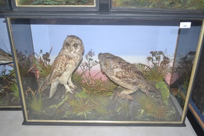 Lot 382 - Antique Taxidermy - A late 19th or early 20th...