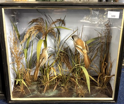 Lot 389 - Antique Taxidermy - A late 19th or early 20th...