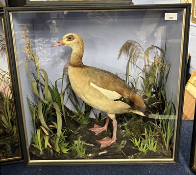 Lot 390 - Antique Taxidermy - A late 19th century study...