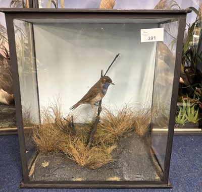 Lot 391 - Antique Taxidermy - A Victorian taxidermy...