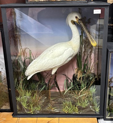 Lot 356A - Antique Taxidermy - A late Victorian study of...