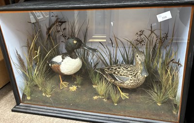 Lot 358 - A taxidermy study of a pair of Eurasian...