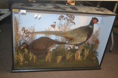 Lot 393 - Taxidermy -  A pair of Melanistic Ringnecked...