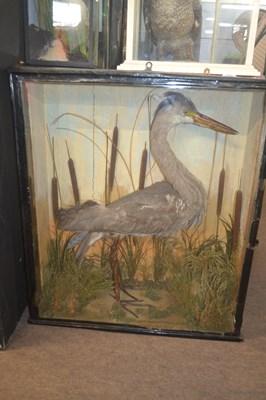 Lot 394 - Victorian Taxidermy cased Eurasian Grey Heron...