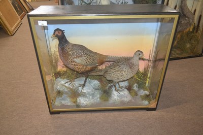 Lot 396 - Early to mid 20th Century Taxidermy cased...