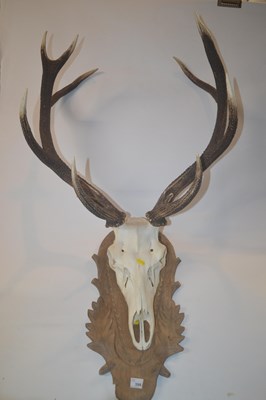 Lot 399 - A 20th Century Red Deer (Cervus elaphus) part...