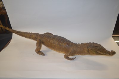 Lot 403 - An early 20th Century taxidermy crocodile,...