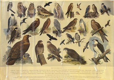 Lot 998 - H J SLYPER: British Birds educational posters,...