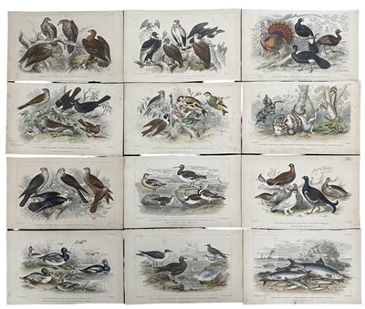 Lot 937 - Nineteen hand-coloured ornithological and...