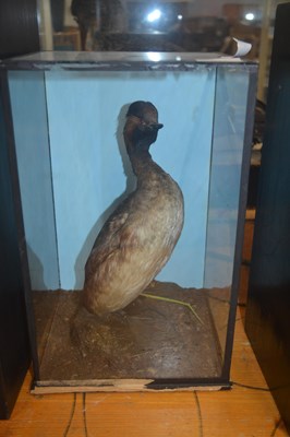 Lot 592 - A late Victorian taxidermy study of a Grebe...