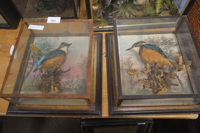Lot 593 - Antique Taxidermy - A pair of early 20th...