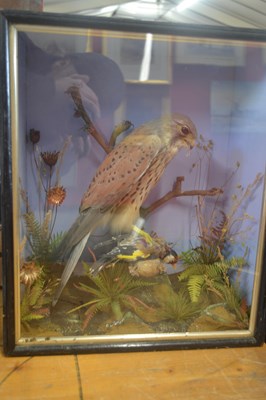 Lot 594 - Antique Taxidermy - Study of a male Kestrel...