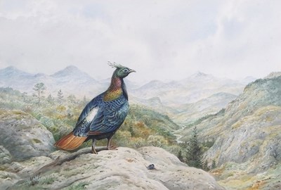 Lot 464 - Carl Donner (b.1957), Himalayan Monal Pheasant,...