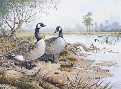 Lot 473 - Carl Donner (b.1957), Canadian Goose with...