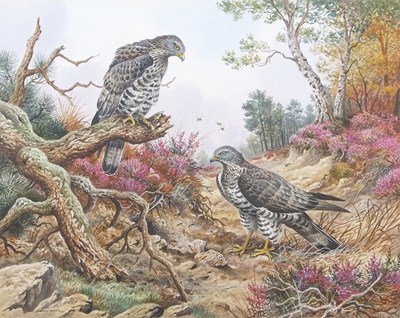 Lot 472 - Carl Donner (b.1957), Goshawks in an autumnal...