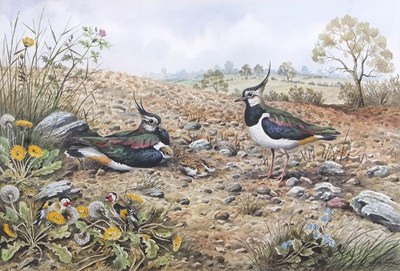 Lot 467 - Carl Donner (b.1957), Lapwings and chicks,...