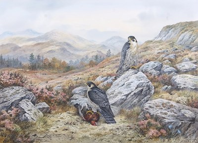 Lot 471 - Carl Donner (b.1957), Perigrine Falcons at...