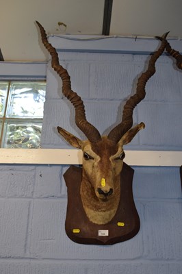 Lot 545 - Taxidermy Interest - An early 20th Century...