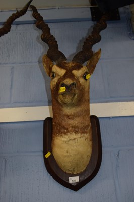 Lot 546 - Taxidermy Interest - An early 20th Century...