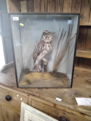 Lot 695 - An early 20th Century taxidermy study of a...