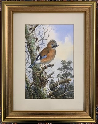 Lot 6 - Carl Donner (b.1957), Jay perched on a branch,...