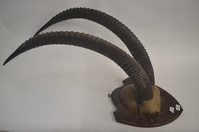 Lot 485 - A pair of early 20th Century antelope horns...