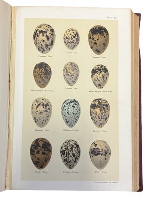Lot 90 - HENRY SEEBOHM: COLOURED FIGURES OF THE EGGS OF...