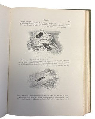 Lot 71 - R LYDEKKER: WILD LIFE OF THE WORLD - A...