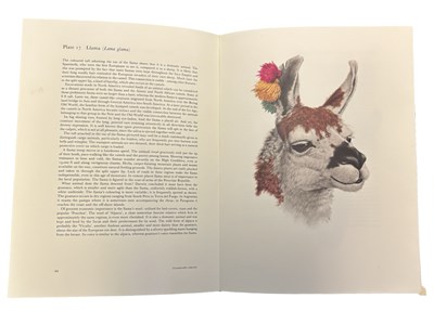 Lot 87 - AXEL AMUCHASTEGUI: STUDIES OF BIRDS AND...