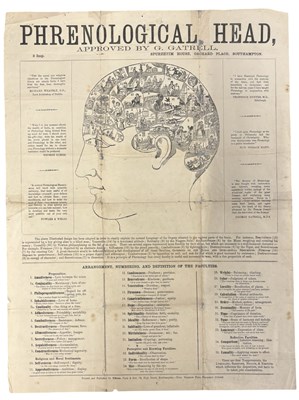 Lot 906 - PHRENOLOGICAL HEAD Approved by G. Gatrell,...