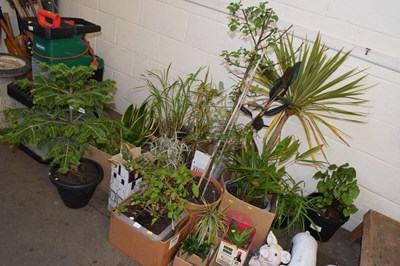 Lot 875 - Large mixed lot of various pot plants