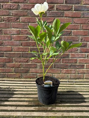 Lot 1011 - Paeonia 'Jan Van Leeuwen'