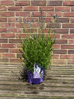 Lot 1020 - Lavender 'Munstead' A hardy soft light...