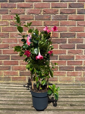 Lot 1027 - Mandevilla Vibrant trumpet shaped flowers and...