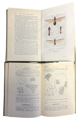 Lot 78 - NATURAL HISTORY: 2 Titles: LILY NEWTON: A...