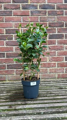 Lot 1038 - Red Mandevilla Sunville