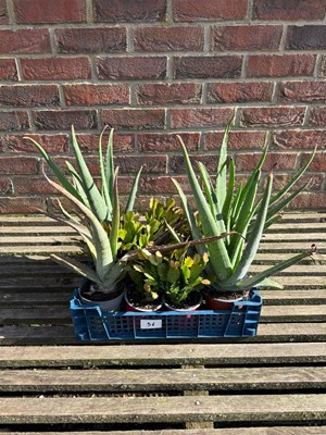 Lot 1054 - Mixed crate of Aloe Vera and Cacti