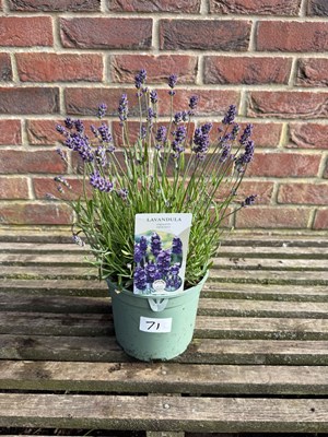 Lot 1073 - Lavender "Hidcote"