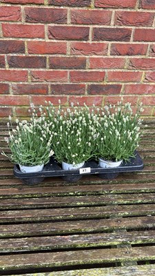 Lot 1087 - tray of 8 White Lavender