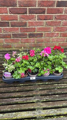 Lot 1088 - tray of 10 Ivy Geraniums