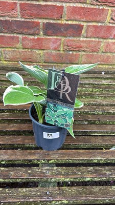 Lot 1089 - Hosta Francee