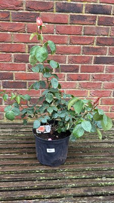 Lot 1090 - Hybrid Tea Rose ‘Warm Wishes’