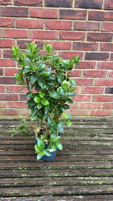 Lot 1091 - Red Mandevilla