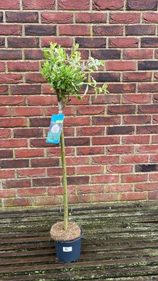 Lot 1092 - Salix Flamingo tree