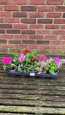 Lot 1093 - tray of 10 ivy Geraniums