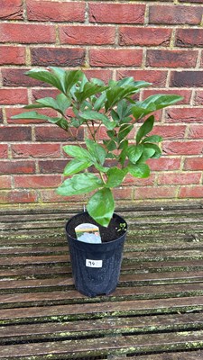 Lot 1094 - white Shirley Temple Peony