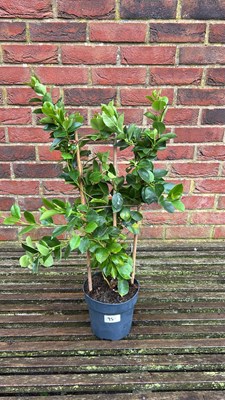 Lot 1095 - Red Mandevilla